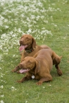 Dixie ( Meggie ) a Dakota Laváre Morávia
