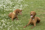 Dixie ( Meggie ) a Dakota Laváre Morávia